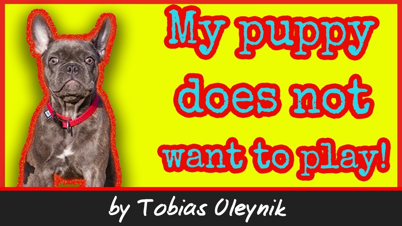 What to do if the puppy does not want to play - Tobias Oleynik