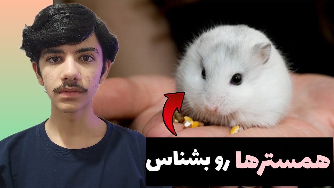 کدوم نژاد همستر به درد تو می خوره؟🐹معرفی کامل همسترها