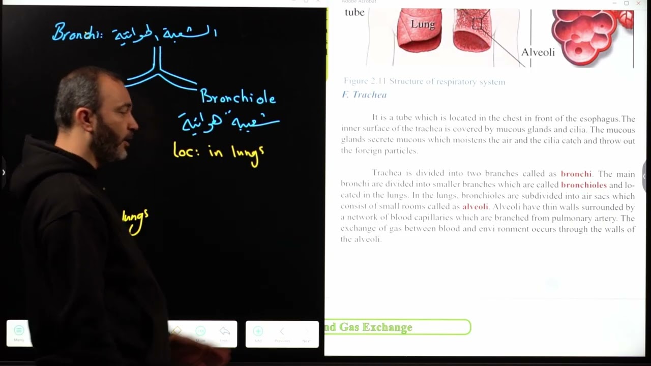 Lesson 13: Respiration in human