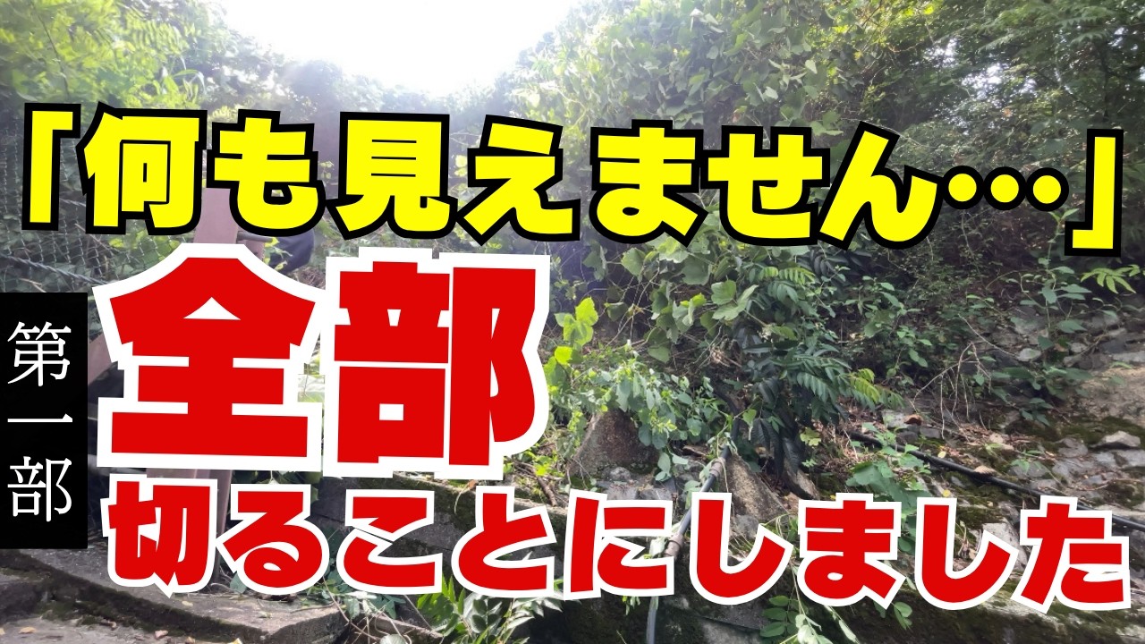 ″山を飲み込むツタ″【葛撤去&伐採①】岡山でツタに飲み込まれた斜面を一掃！スズメバチに襲われるトラブル発生の危険作業