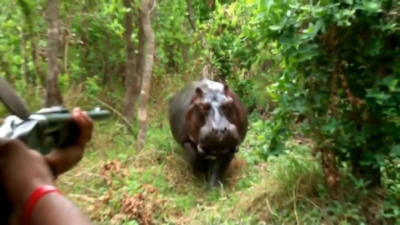 Angry hippo hunting . breathtaking scenes