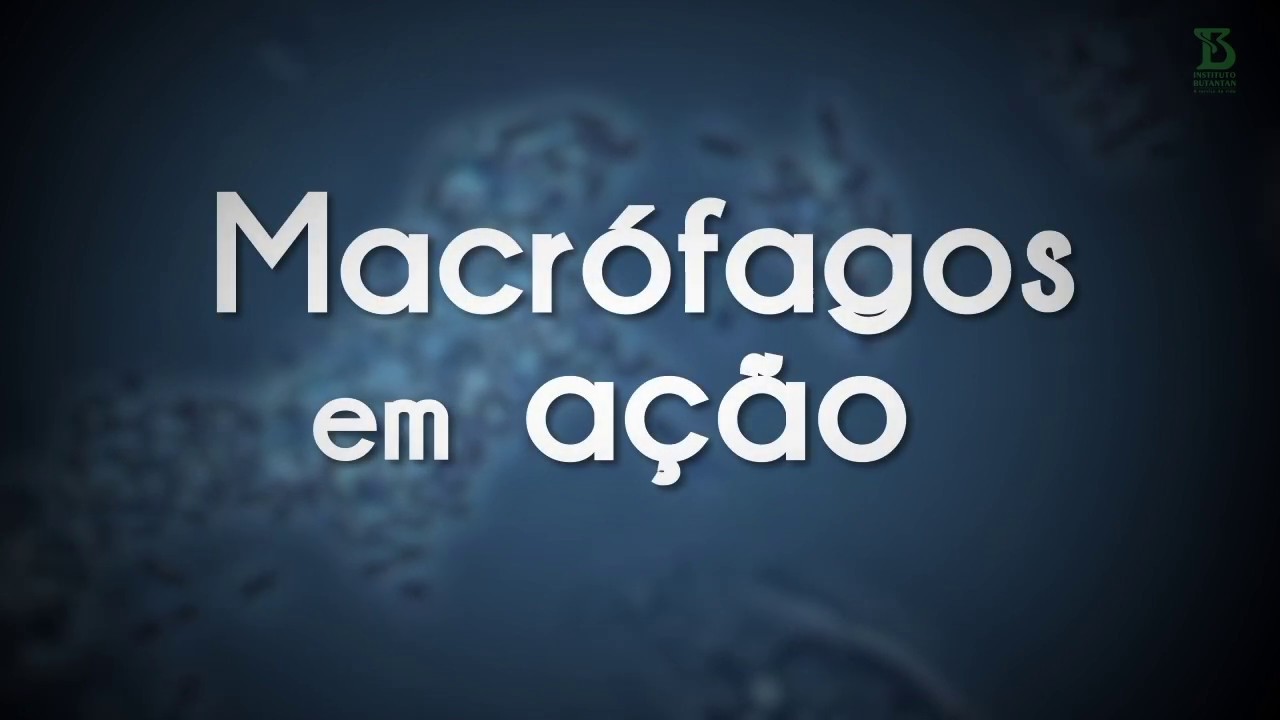 Macrófagos em ação
