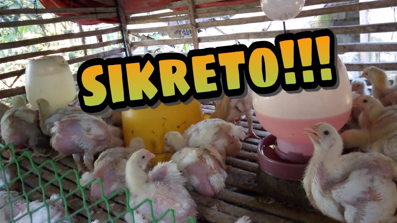 SIKRETO SA PAG-AALAGA NG 45 DAYS CHICKEN | 16 DAYS OLD BROILER | JAY TIPS TV