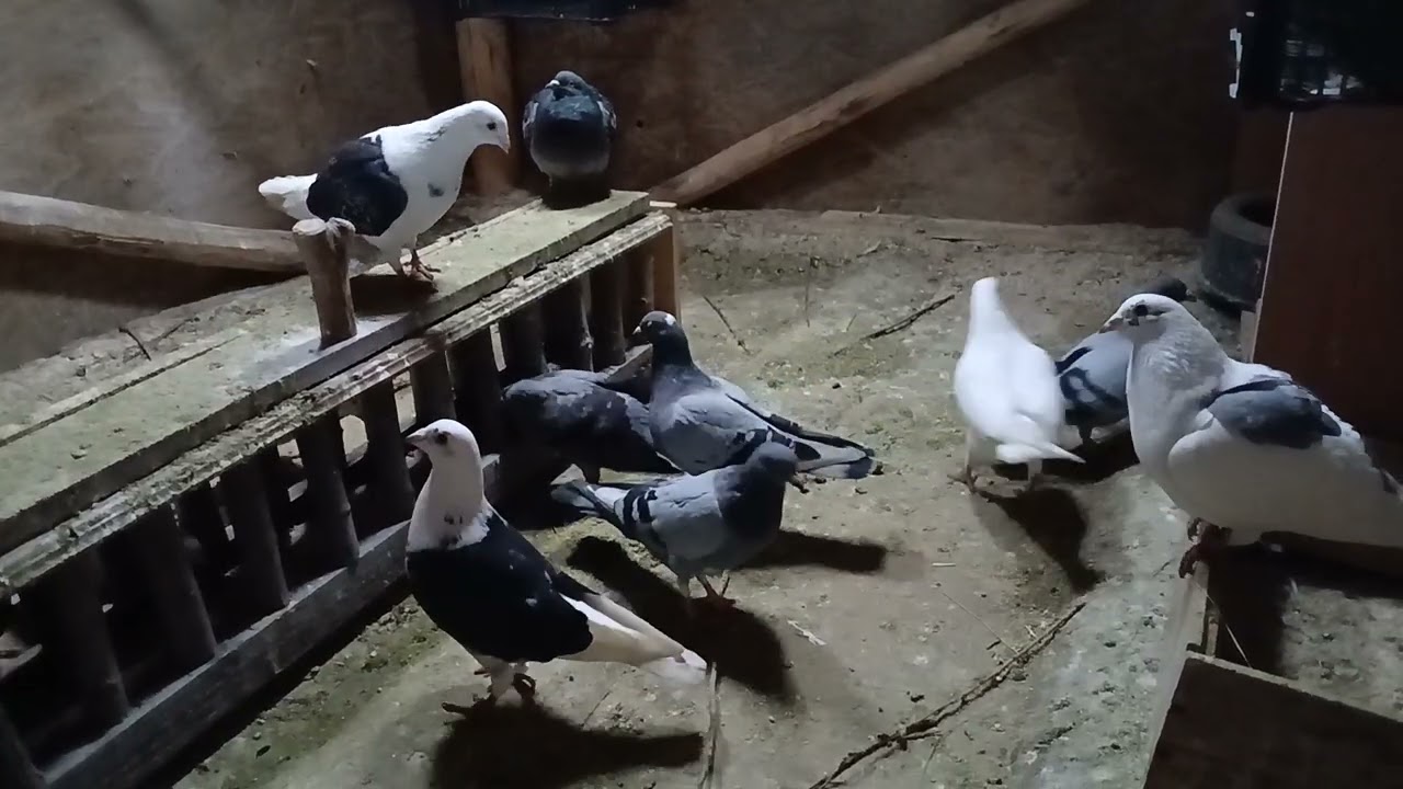 Ezek az én galambjaim 