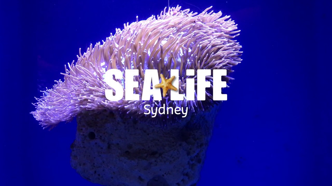 Clownfish & Sea Anemone Tank | SEA LIFE Sydney Aquarium