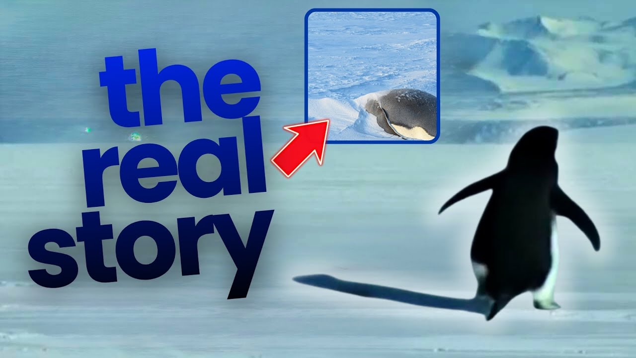 WHY BUT? The True Story Behind the Viral Penguin Video!