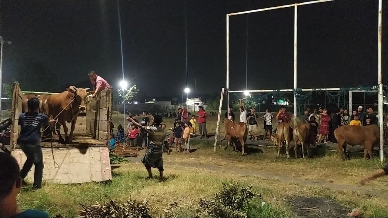 PENURUNAN SAPI QURBAN 2023 || MASJID AT - TAQWA  SURABAYA