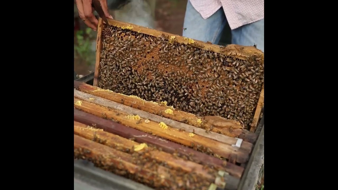 honey bee farm minecraft, honey bee farming for beginners, honey bee farming malayalam,
