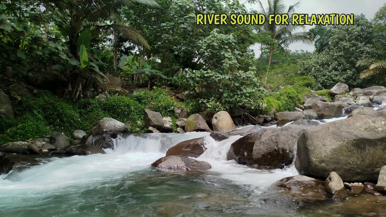 Peaceful Forest Ambience for Deep Relaxation and Sleep