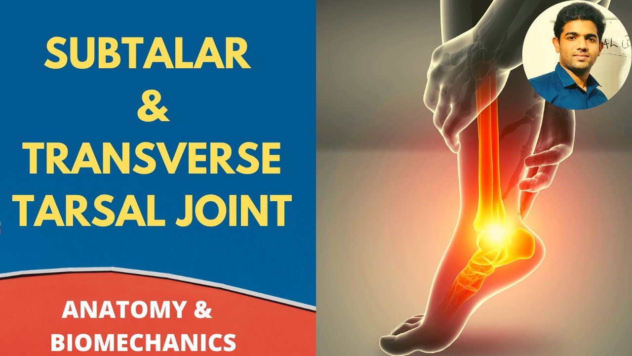SUBTALAR & TRANSVERSE TALAR JOINT #ANATOMY #BIOMECHANICS ( Ankle Series 3)