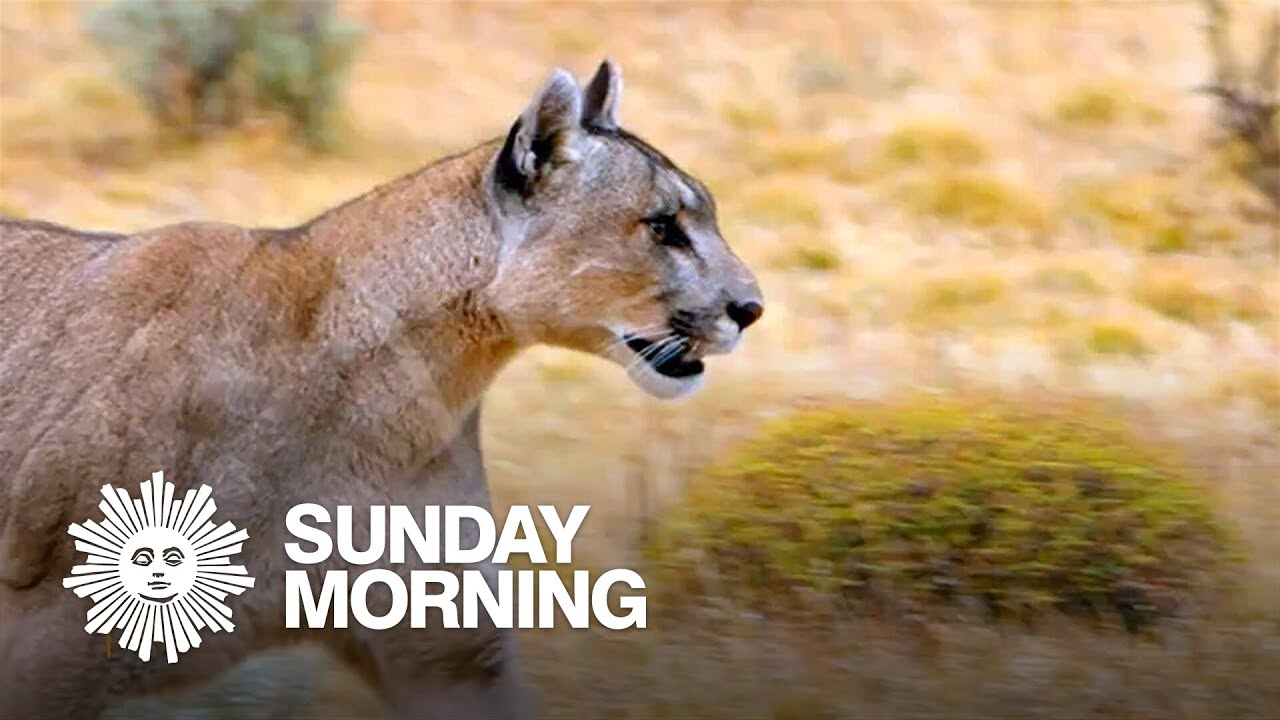 Nature: Pumas in Patagonia