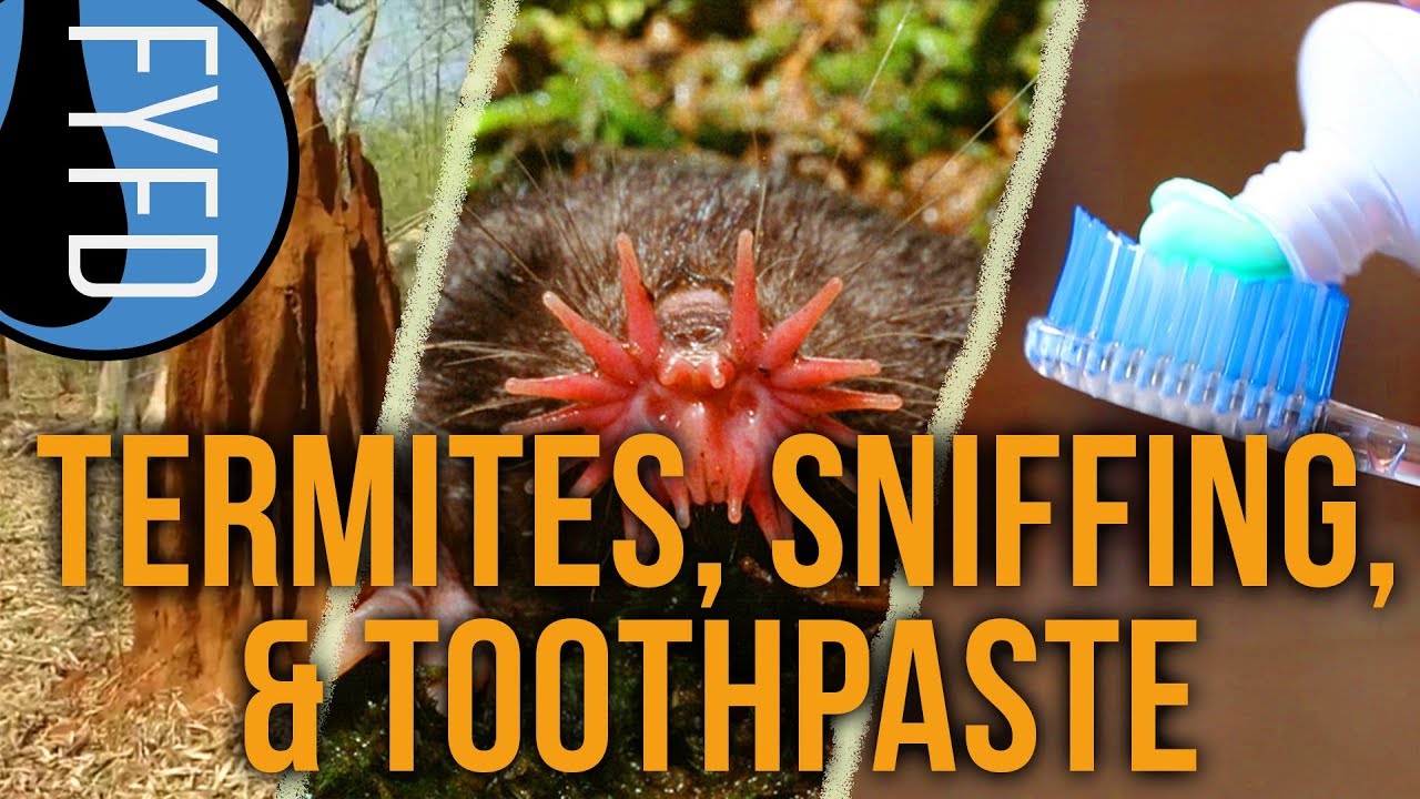 Bioinspiration, Underwater Sniffing, & Mixing Toothpaste