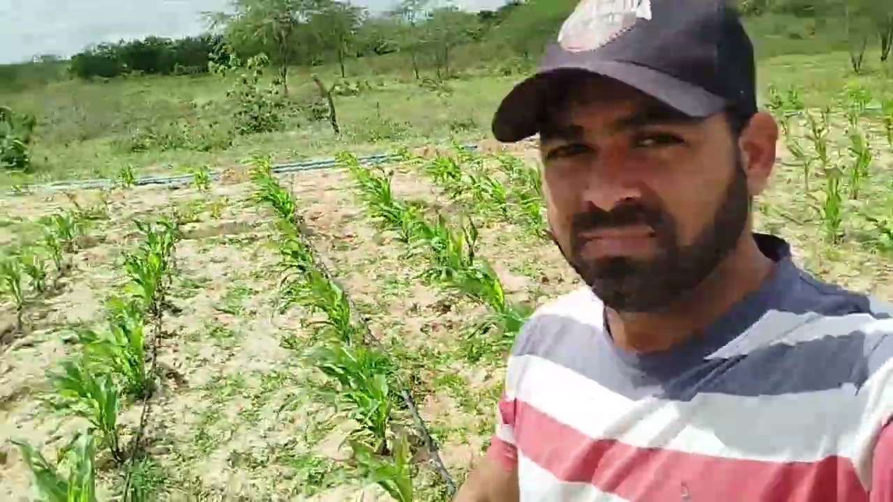 Passo a passo da roça de milho até a silagem🌽🌽 #fazenda #agro 