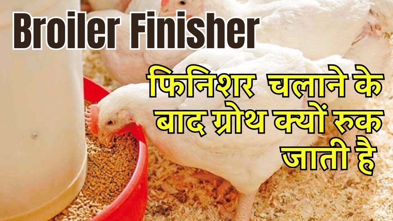 Finisher Feed in Poultry 