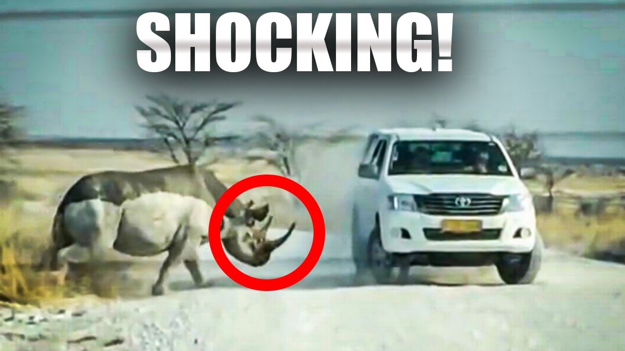 Tourist Family's FINAL Moments During Rhino ATTACK