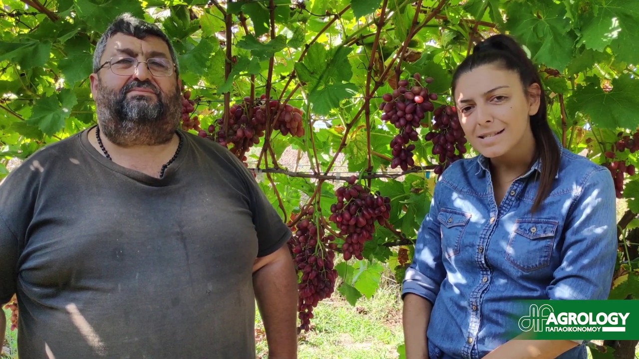 Agrology Success Story σε επιτραπέζιο αμπέλι Crimson