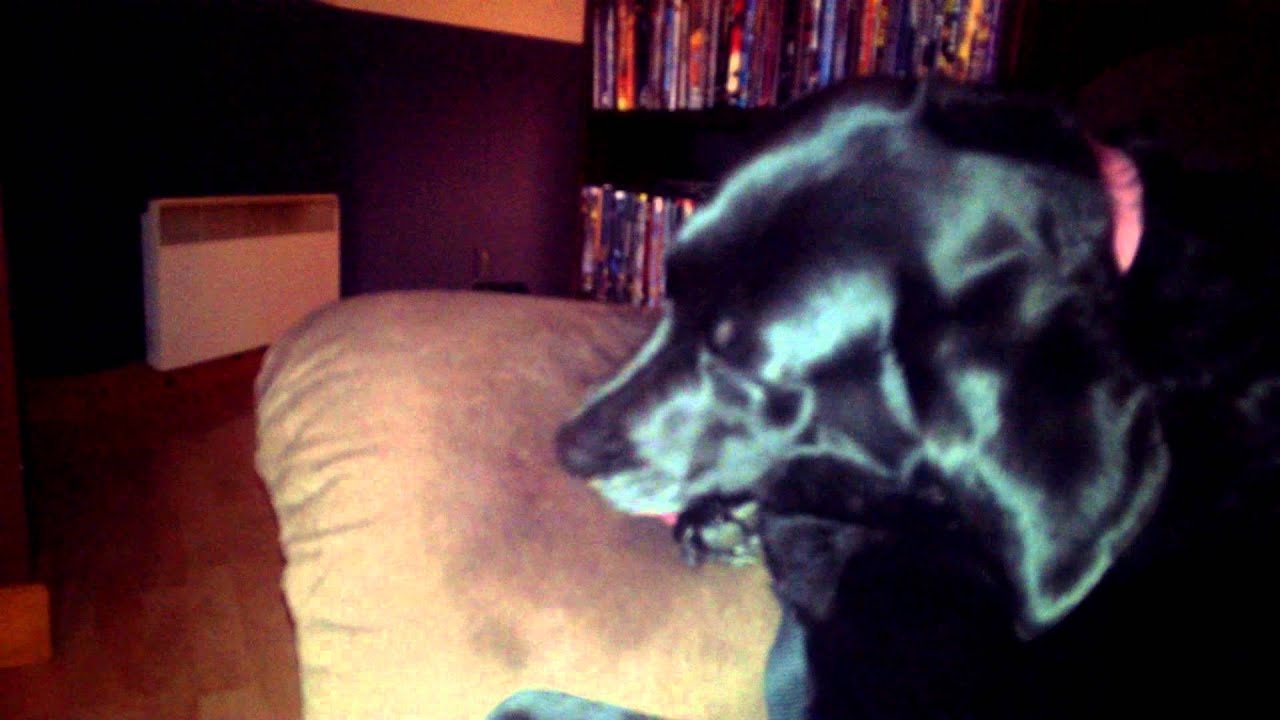 A dog licking a couch.