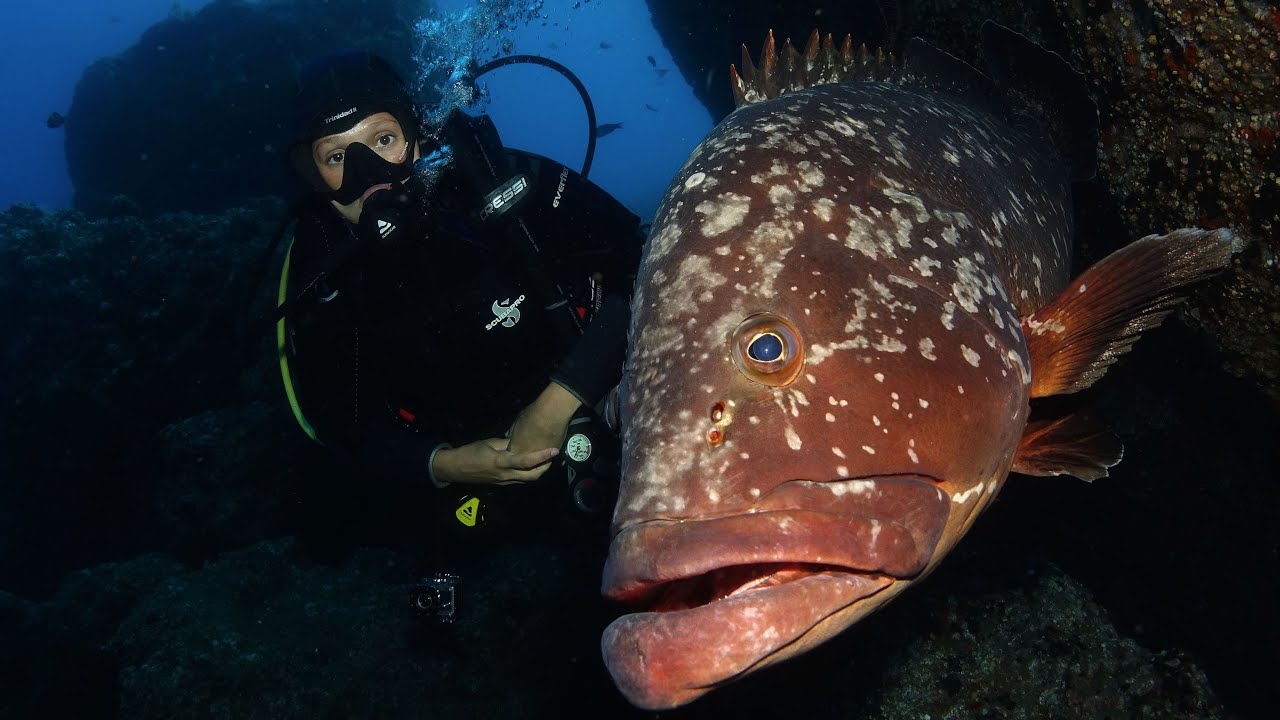 Scuba Diving Madeira - Reis Magos & Marine Reserve Garajau (2016)