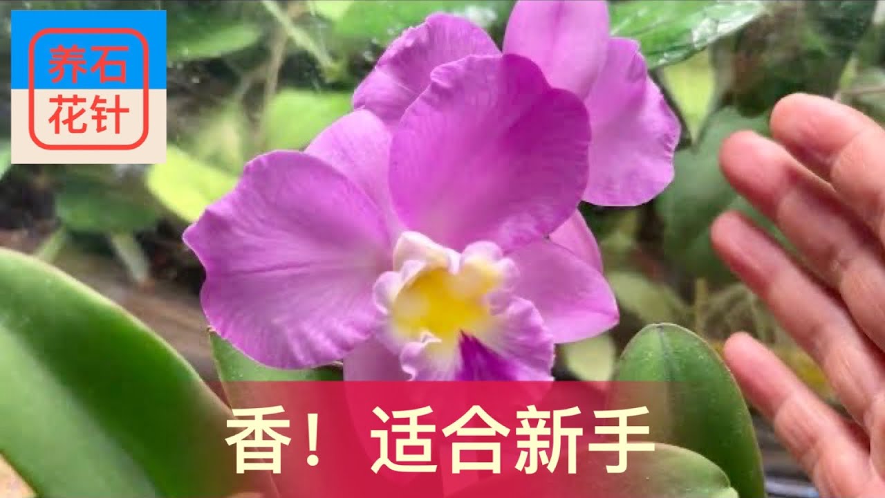 兰花新手的首选之一 - 卡特兰”圣诞玫瑰“ - 易开花、甜香、小巧 - Cattleya (Slc.) Doris and Byron 'Christmas Rose'