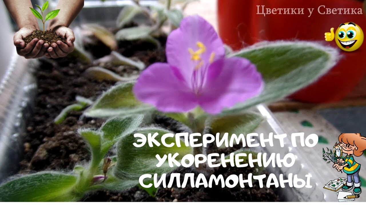 Результаты эксперимента по укоренению черенков ТРАДЕСКАНЦИИ СИЛЛАМОНТАНА (тradescantia sillamontana)