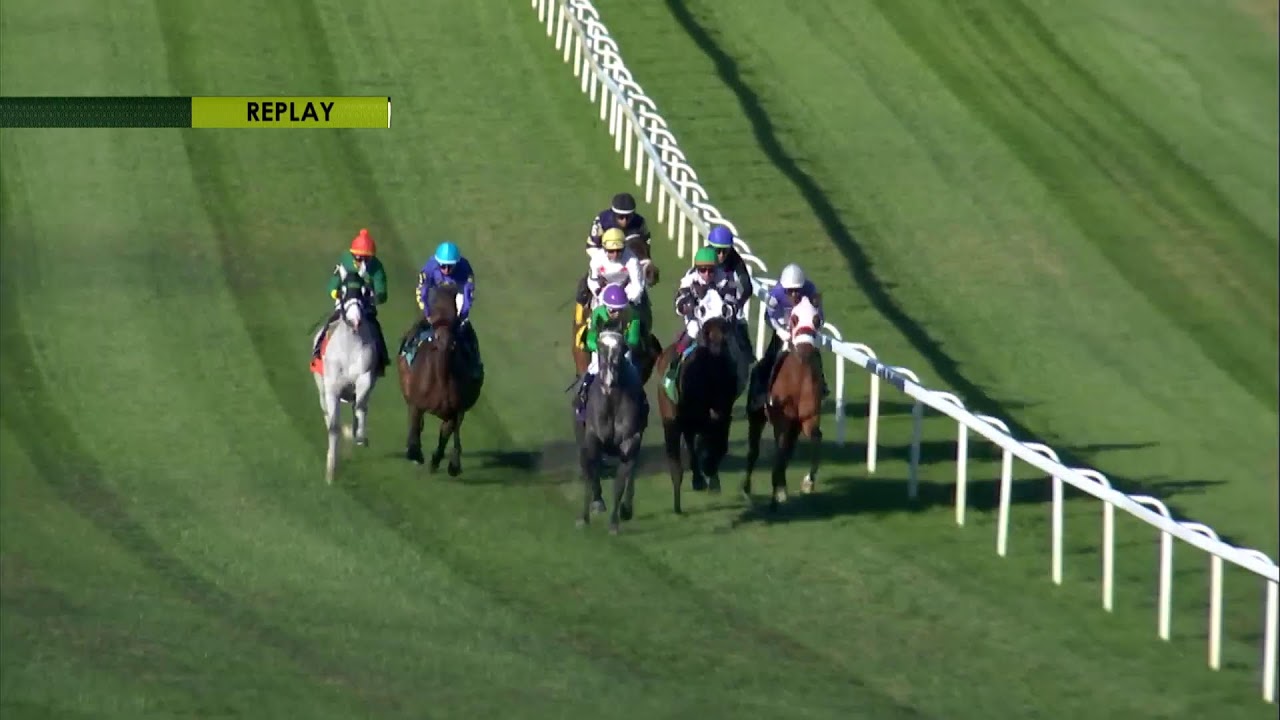 Tampa Bay Downs Live Stream