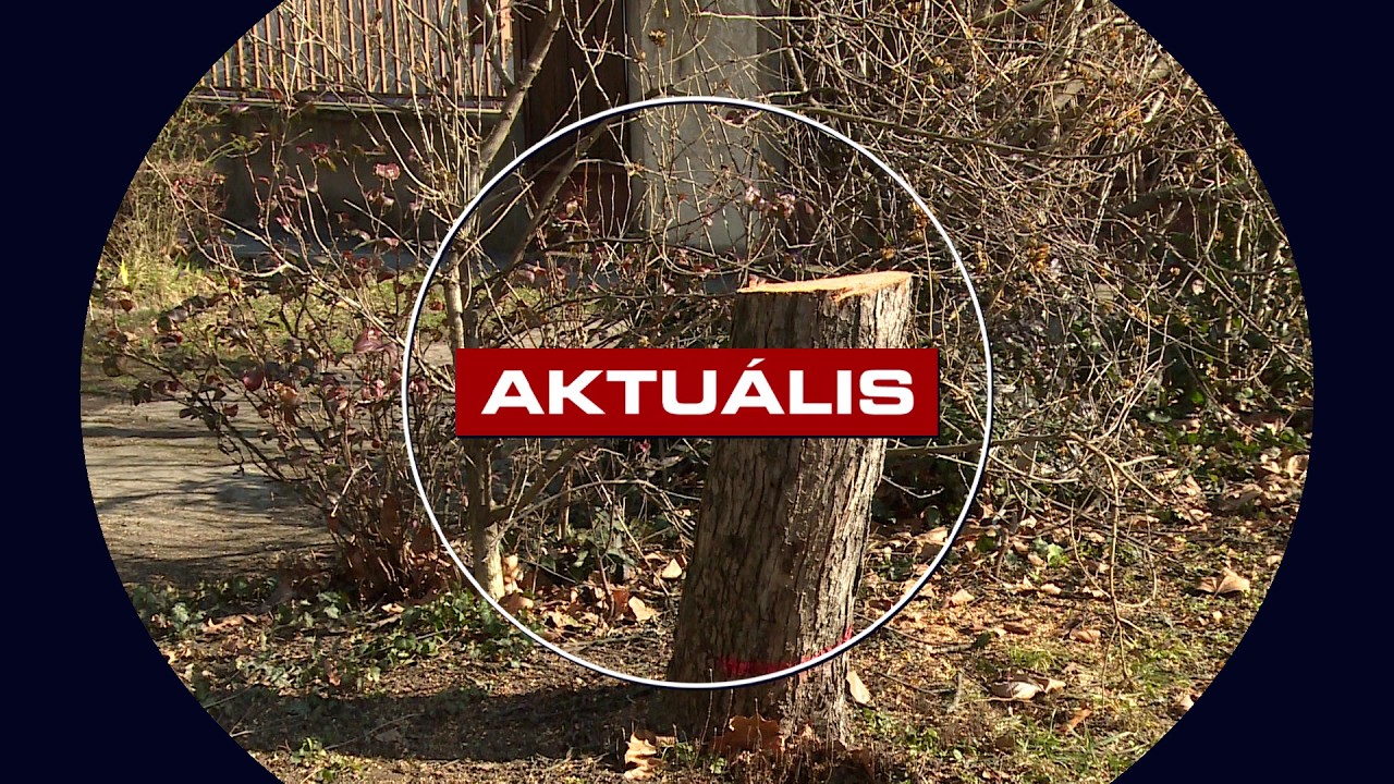 Pótolják - újakat ültetnek a kivágott fák helyére - Aktuális 2026.02.27