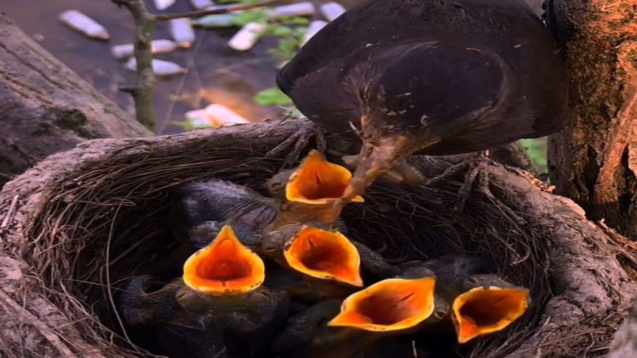 Common blackbird Birds Feed the baby in the nest well. Full Videos[ Review Bird Nest ]