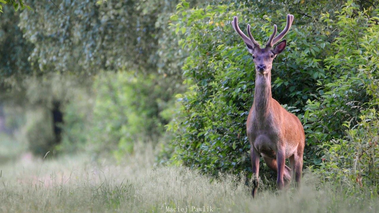 Jeleń - (Cervus elaphus)
