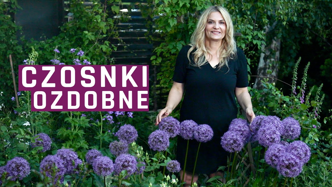 CZOSNKI OZDOBNE - odmiany, uprawa, w ogrodzie