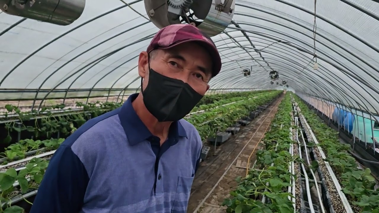 황금알농법 딸기 돈버는농사 딸기팁번 딸기시들음병 딸기잿빛곰팡이 딸기짝병 딸기짝잎 딸기위황병 맹물시비 약보다좋다