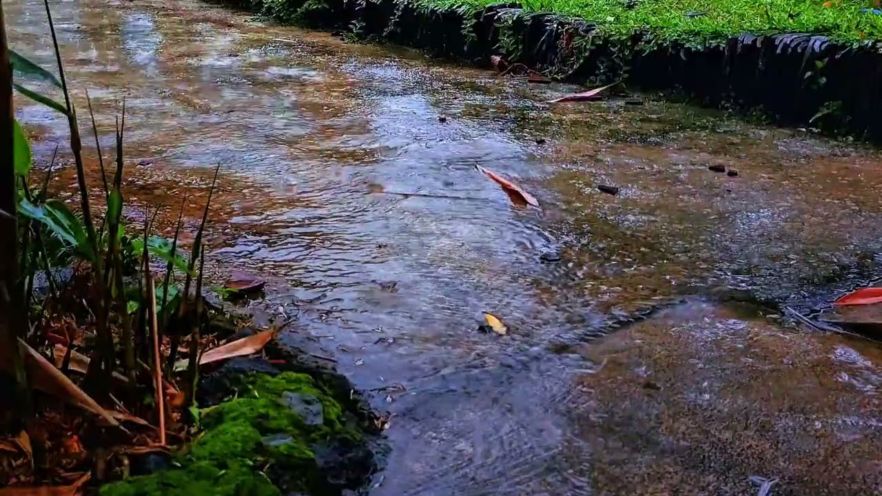Soft Rain Sounds Running Along a Small Water Path 🌿 | Deep Relaxation ASMR