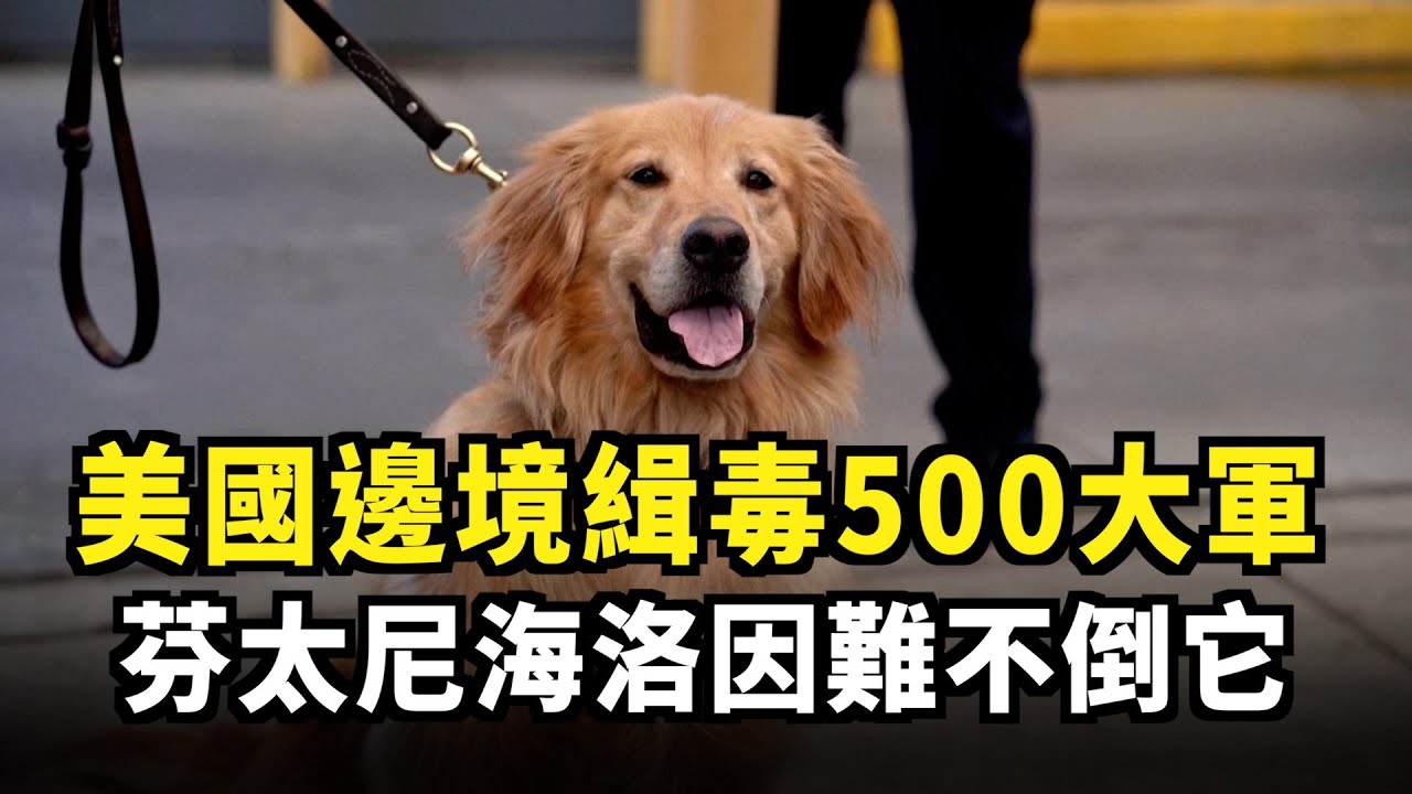 美國邊境緝毒500大軍 芬太尼海洛因難不倒它｜今日加州