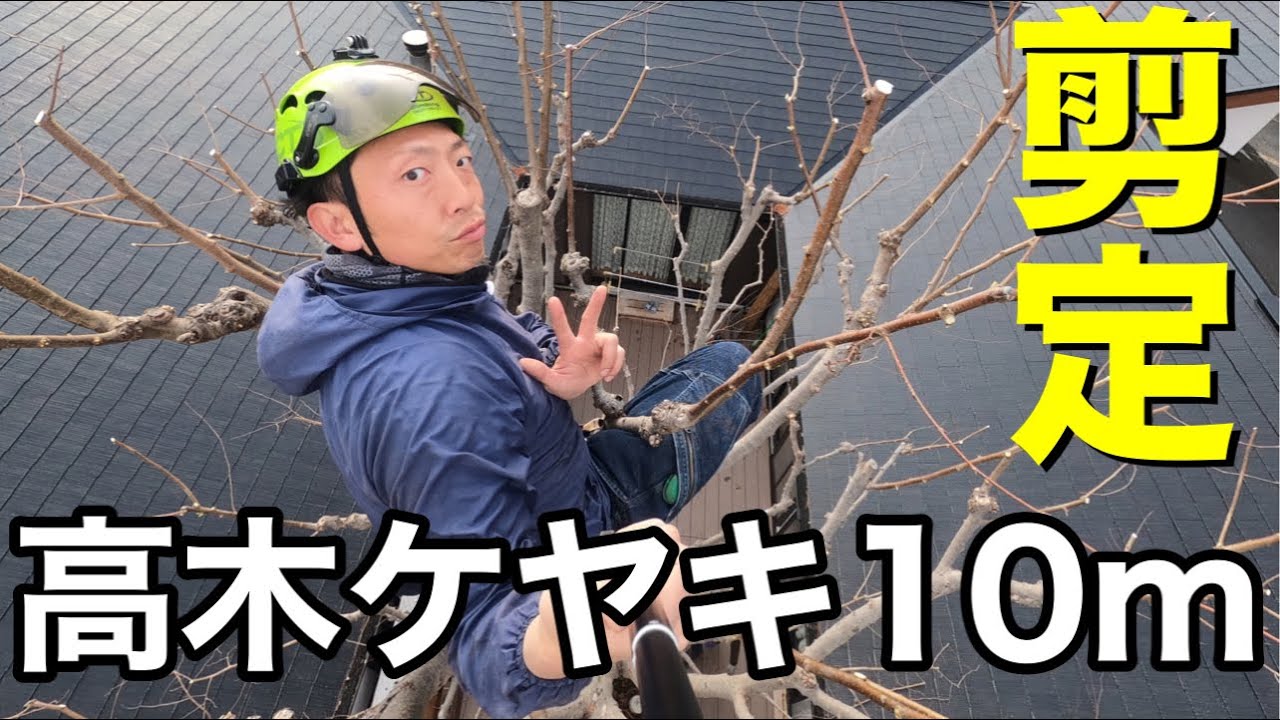 【剪定　pruning ケヤキ　10ｍ】特殊伐採　を自己流やけど勉強してきたから安全に作業できました☆