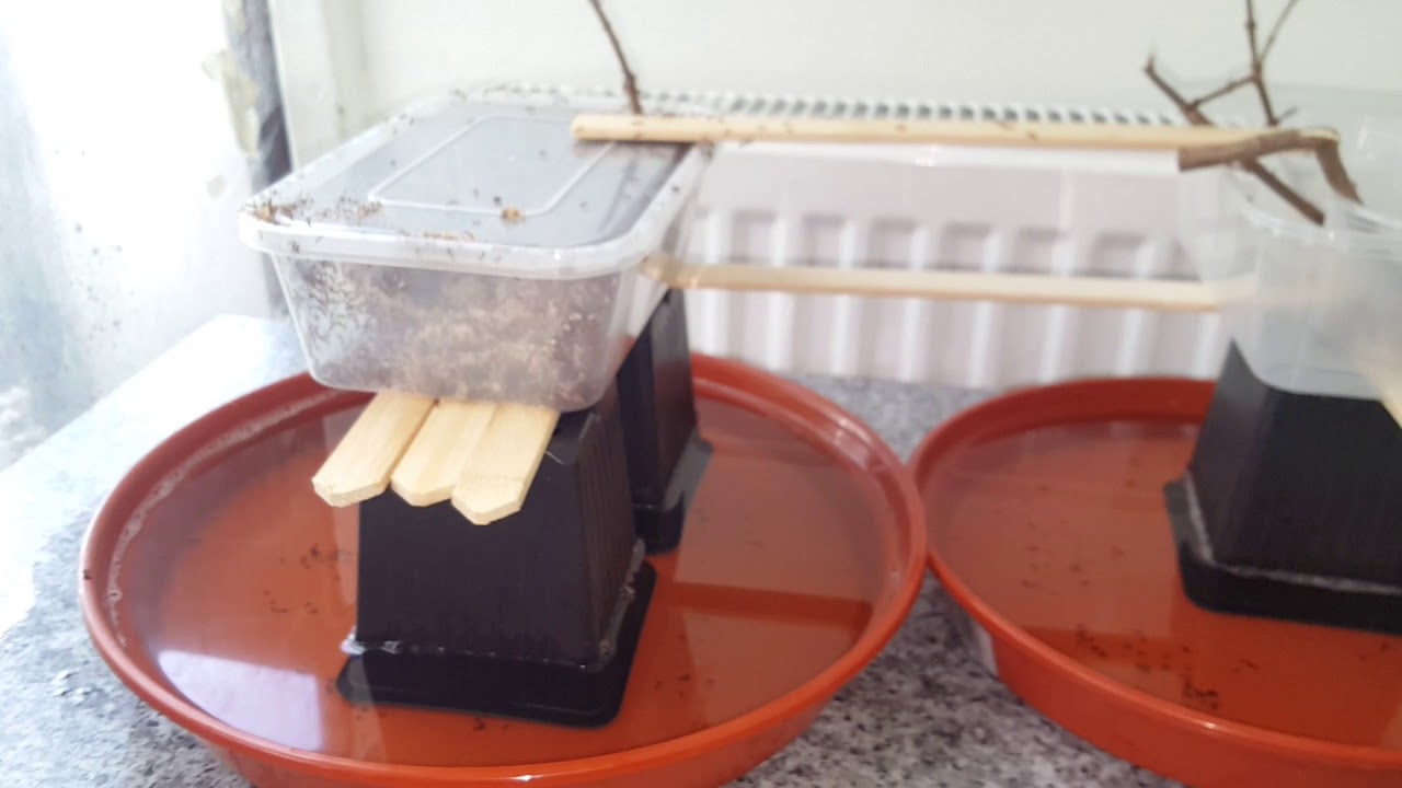 Ghetto Solenopsis invicta setup.