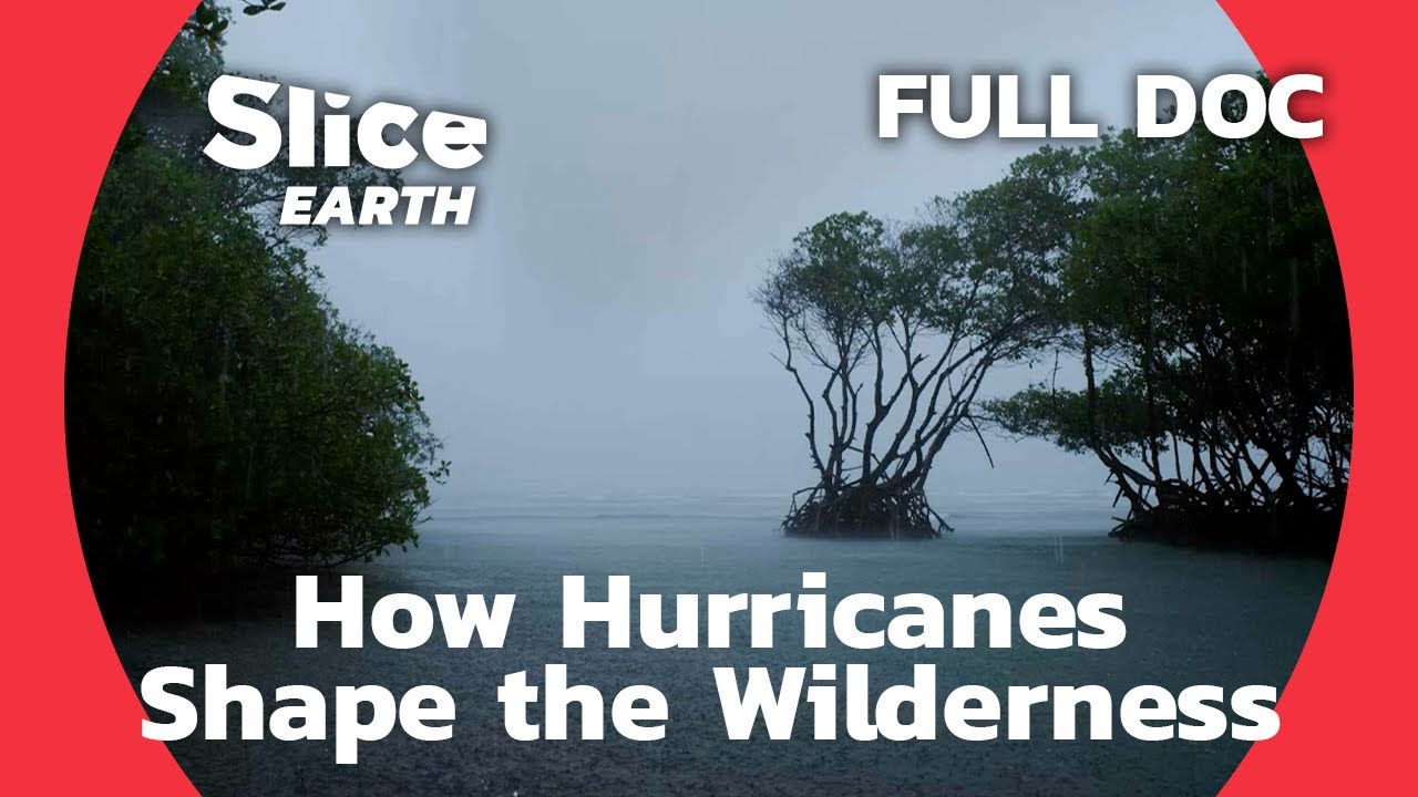 Caribbean Biodiversity: What if Hurricanes Weren&rsquo;t All That Bad? | SLICE EARTH | FULL DOC