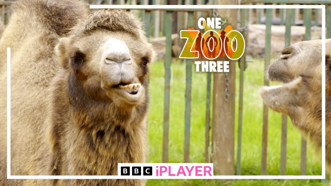 FUNNY ANIMAL COMPILATION 🙈 | ONE ZOO THREE | 10 MINS +