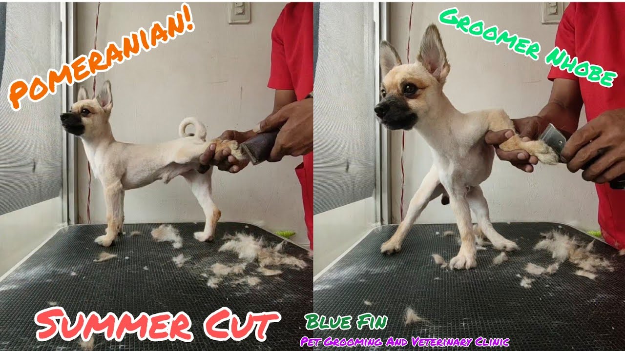 Grooming POMERANIAN | BLUE FIN Pet Grooming Veterinary Clinic | C5 MRT GROUP ANIMAL CLINICS Mar2021