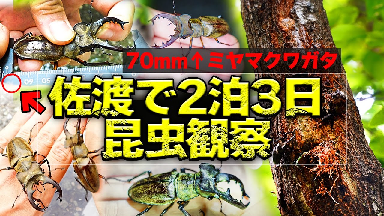 【2泊3日】巨大ミヤマクワガタの楽園 佐渡島で昆虫観察！