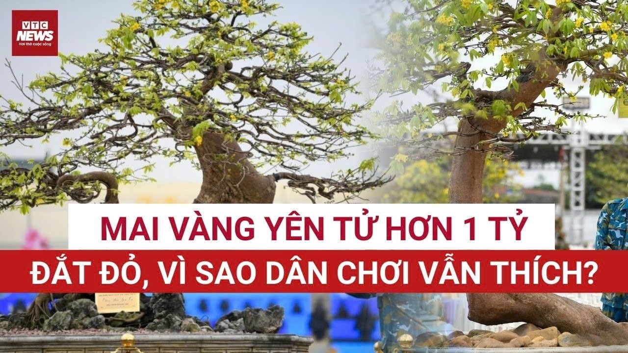 Chợ mai vàng Yên Tử “nổ” giá tiền tỷ: Siêu phẩm hơn 1 tỷ, sao dân chơi vẫn mê? | VTC News