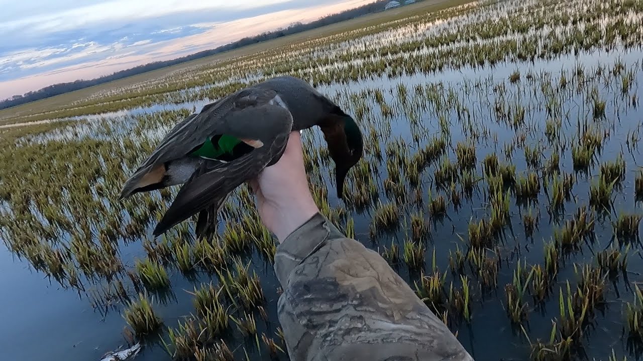 Finally Got Some Ducks to Decoy - Decent Second Split Duck Hunt