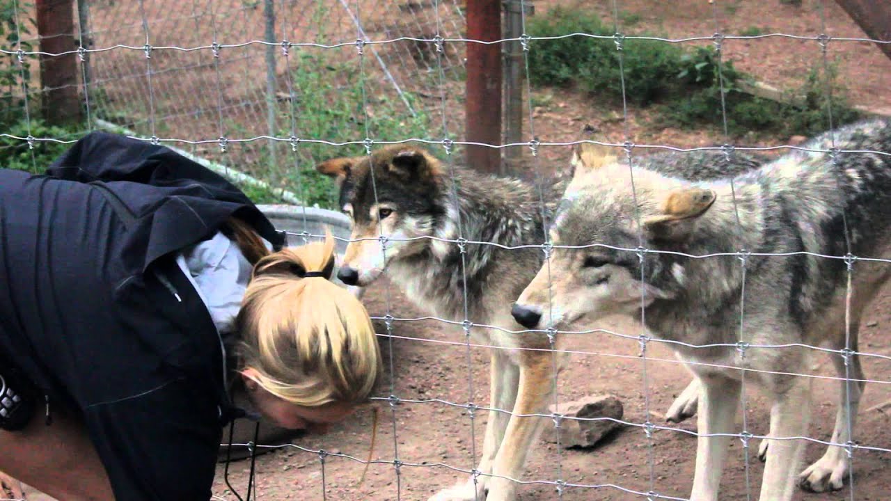 Colorado Wolf and Wildlife Center tour 8-2-13