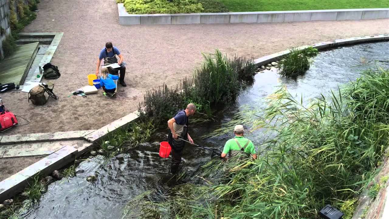 Provfiske i Rosénparken, Uppsala