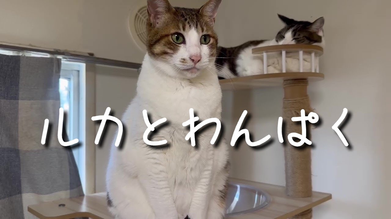 ルカとわんぱく