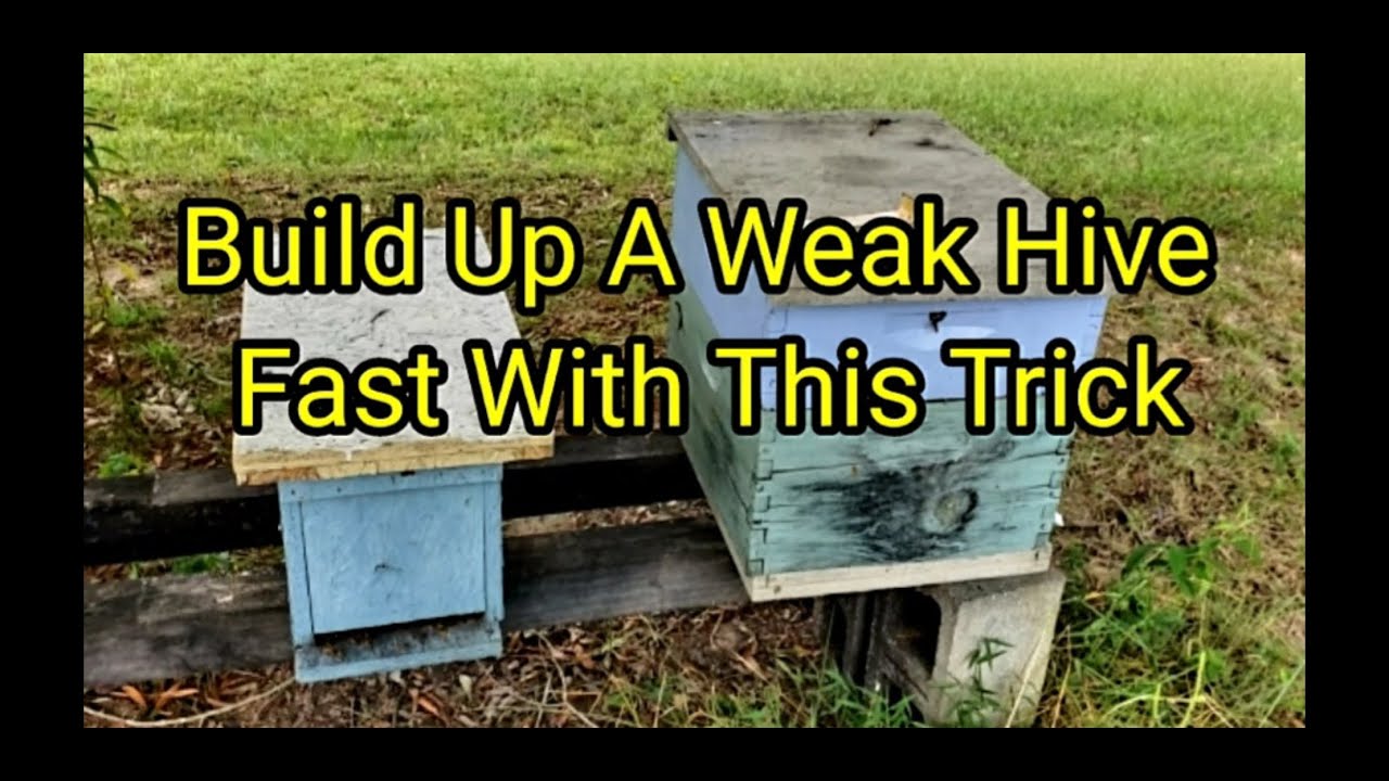 Build Up Weak Hive Fast With This Trick