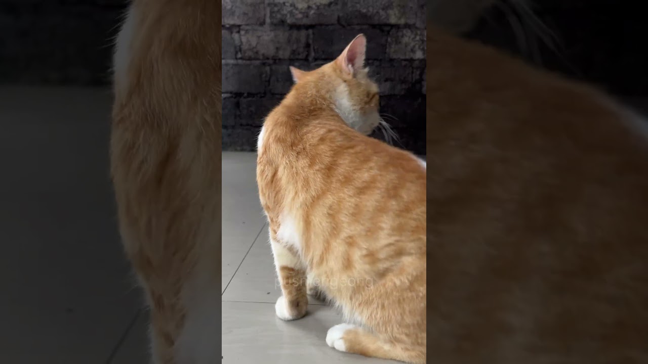 cute cat 🥹🥹♥️♥️♥️‼️‼️‼️ 