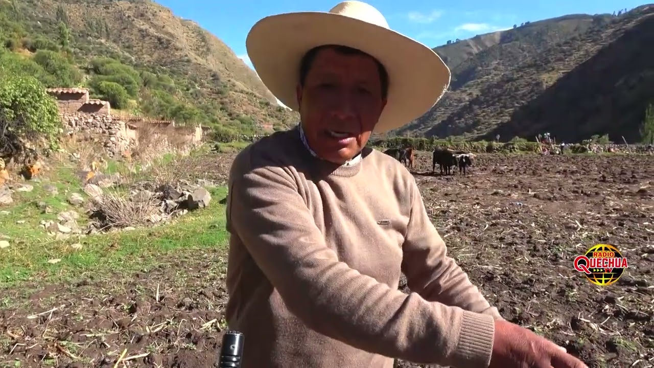 SIEMBRA DE MAIZ EN LARCAY-AYACUCHO