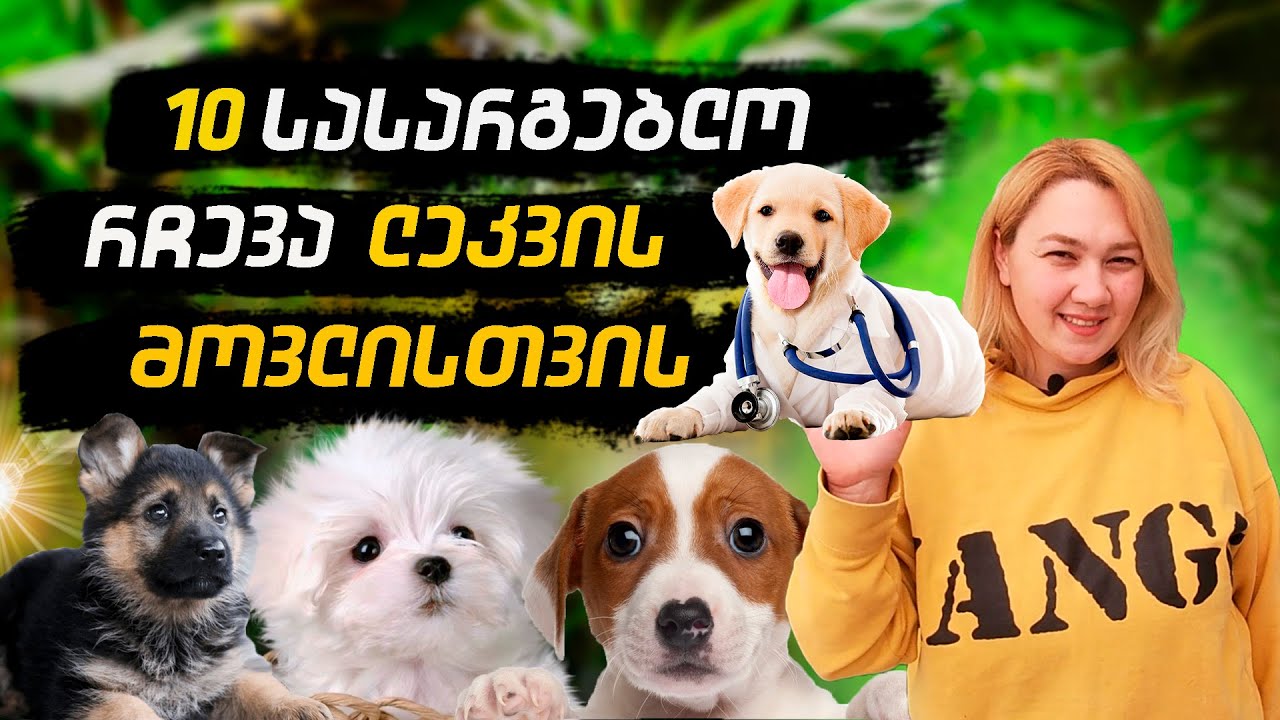 ლეკვების მოვლა/ლეკვის მოვლა/10 სასარგებლო რჩევა ლეკვების მოსავლელად#ლაბრადორის ლეკვი