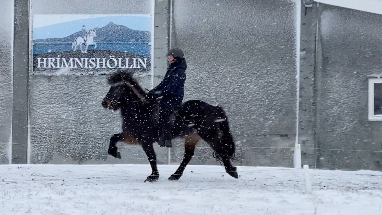 &Iacute;sland - Horseshoppingtour Januar 2022 Tag 4 - Islandpferd - Verkaufspferd