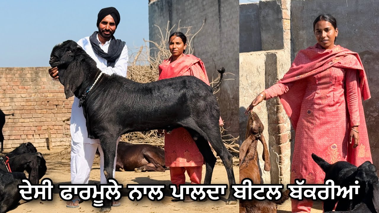 ਦੇਸੀ ਫਾਰਮੂਲੇ ਨਾਲ ਕਿਵੇਂ ਪਾਲਦਾ ਬੀਟਲ ਬੱਕਰੀਆਂ ? Beetal Goat farm In Punjab 