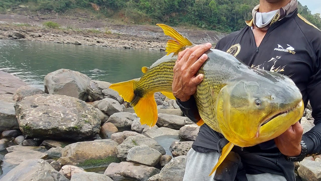 FISGUEI Um Dos MAIORES Dourados do Brasil de Barranco!!! pescaria